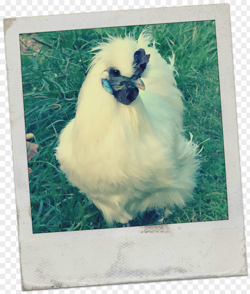 Rooster Wyandotte Chicken Australorp Silkie Ameraucana PNG