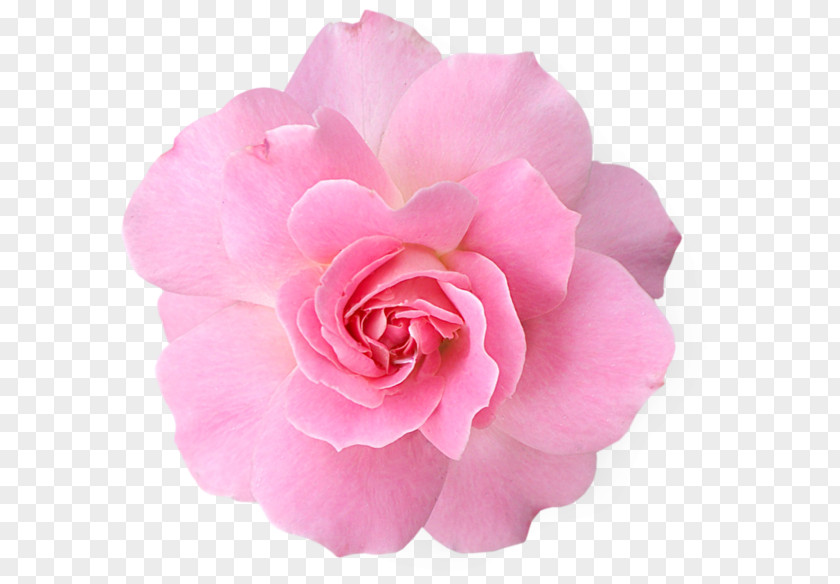 Rose Pink Flowers Clip Art PNG