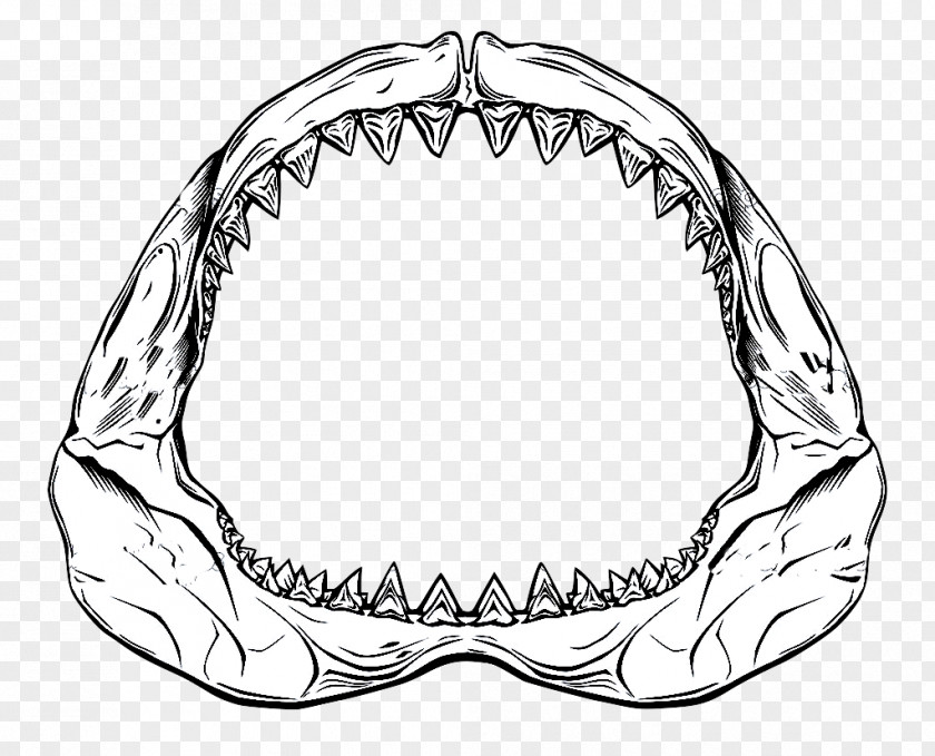 Sharks Shark Jaws Drawing PNG