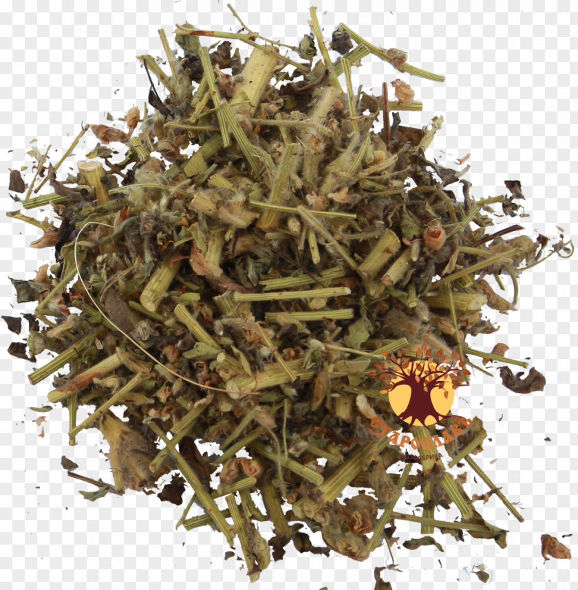 Tea Green Sweet Wormwood Herbaceous Plant PNG