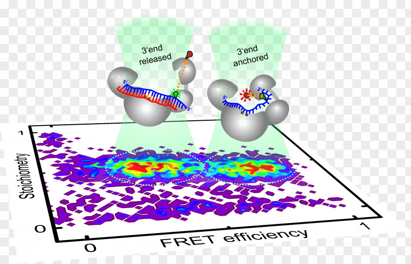 Biochemistry Molecular Biology Fluorescence Microbiology Molecule PNG