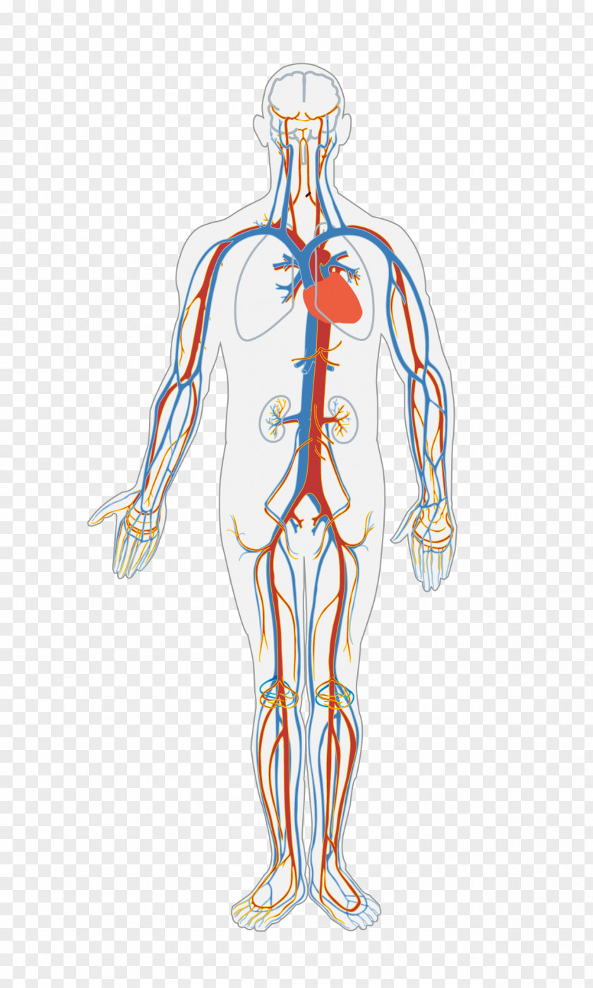 Circulatory System Human Body Blood Vessel Organ PNG system body vessel system, blood circulatory human clipart PNG