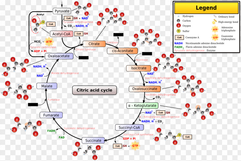 Citric Acid Cycle Acetyl-CoA Coenzyme A Biochemistry PNG