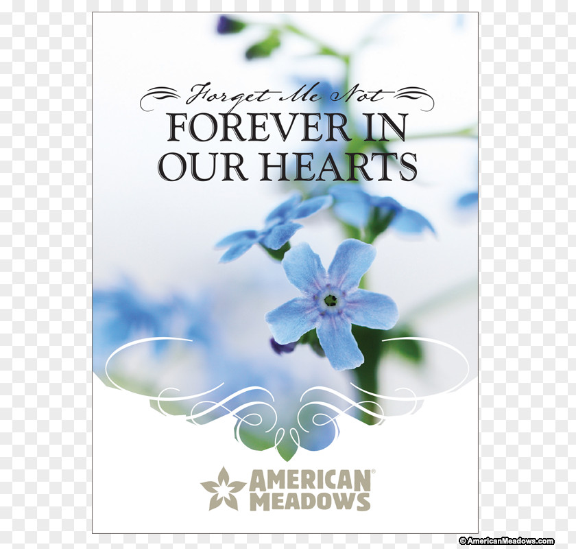 Flower Wood Forget-me-not Seed Water Forget-Me-Not Floral Design PNG