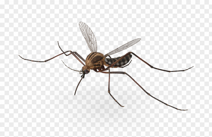 Mosquito Insect Pest Invertebrate Arthropod PNG