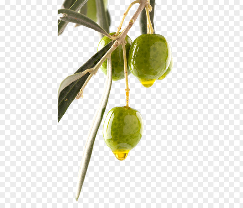 Olive Oil Can Stock Photo Branch PNG