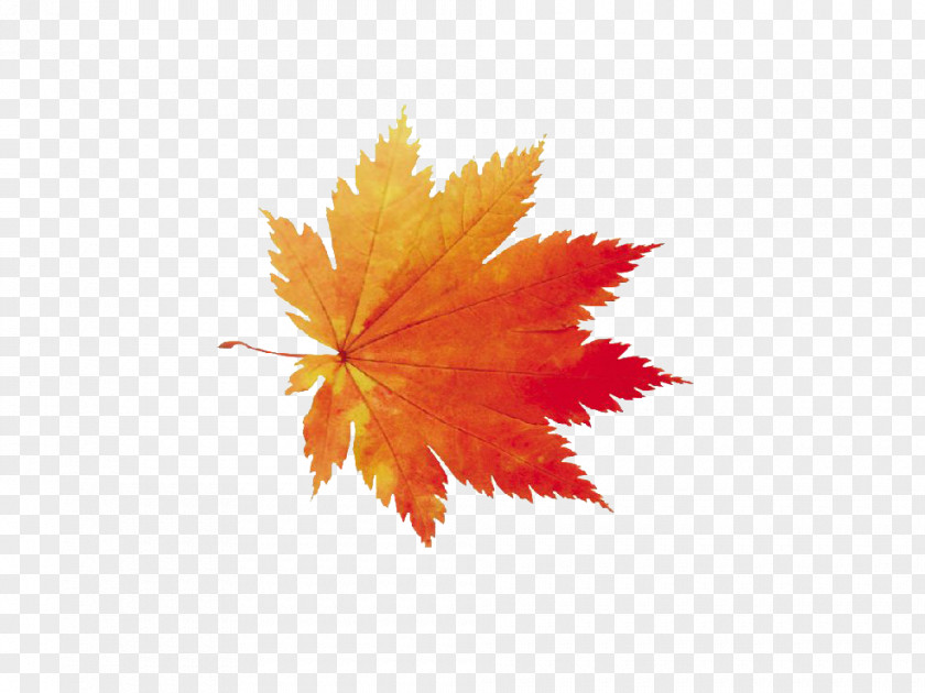 Red Maple Leaf Poster PNG