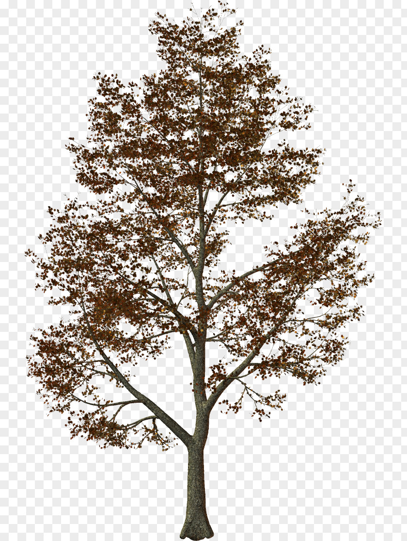 Tree Stone Pine Light Oak PNG