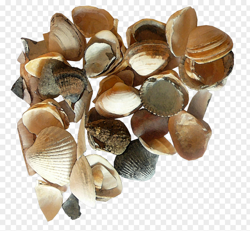 A Pile Of Seashells Seashell Clip Art PNG