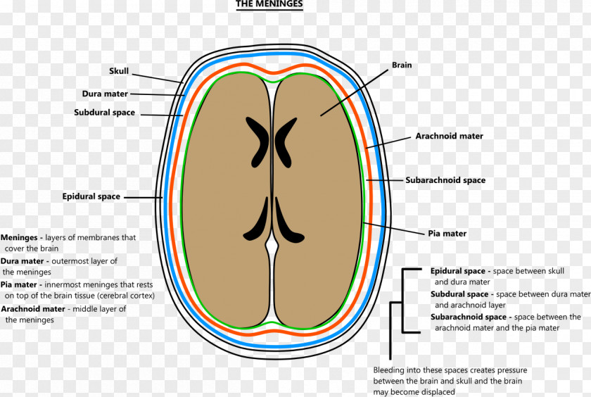 Brain Meninges Pia Mater Arachnoid Agy PNG