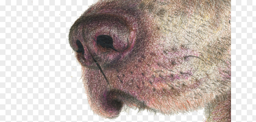 Brown Dog Nose Computer File PNG
