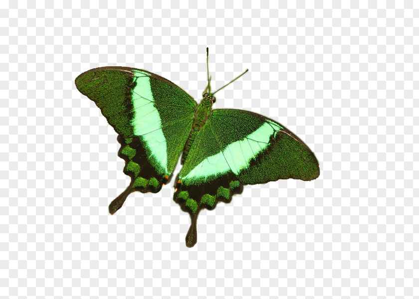 Dragonflies Brush-footed Butterflies Gossamer-winged Emerald Butterfly Moth PNG