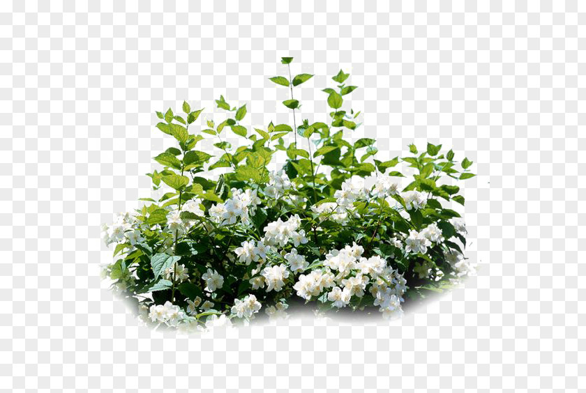 Flowers Night-blooming Jasmine Jasminum Polyanthum Plant Vine Arabian PNG
