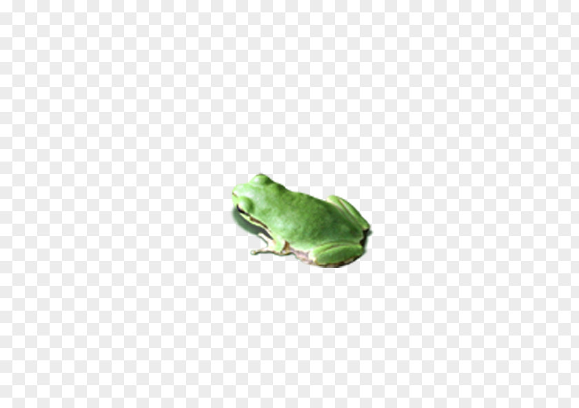 Frog U638cu4e0au7684u5fc3 Leaf PNG