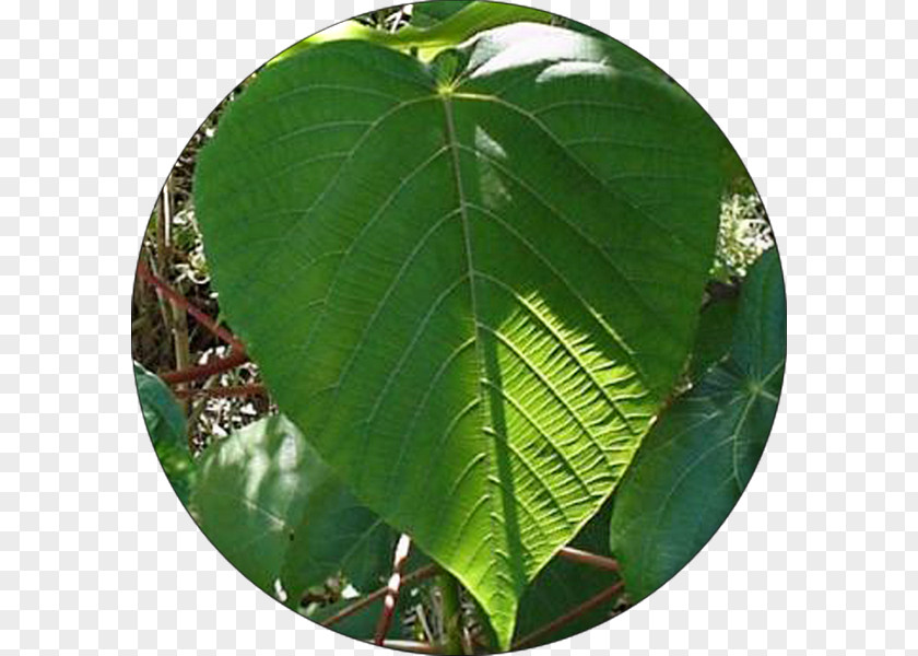 Leaf Krantzkloof Nature Reserve Number Flora Fauna PNG