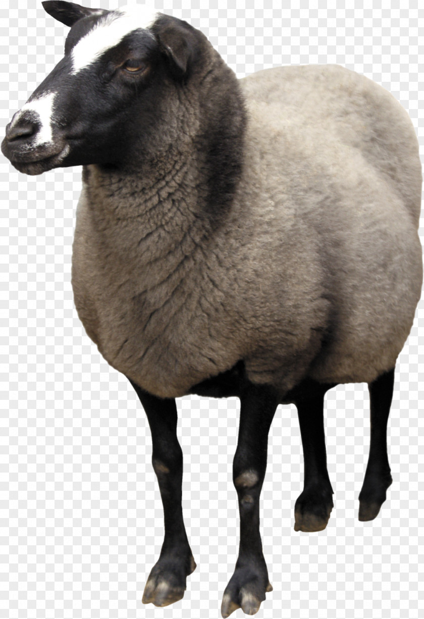 Sheep Goat Wool Clip Art PNG