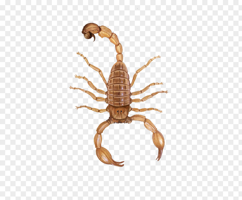 Scorpion Material Poison Yellow PNG