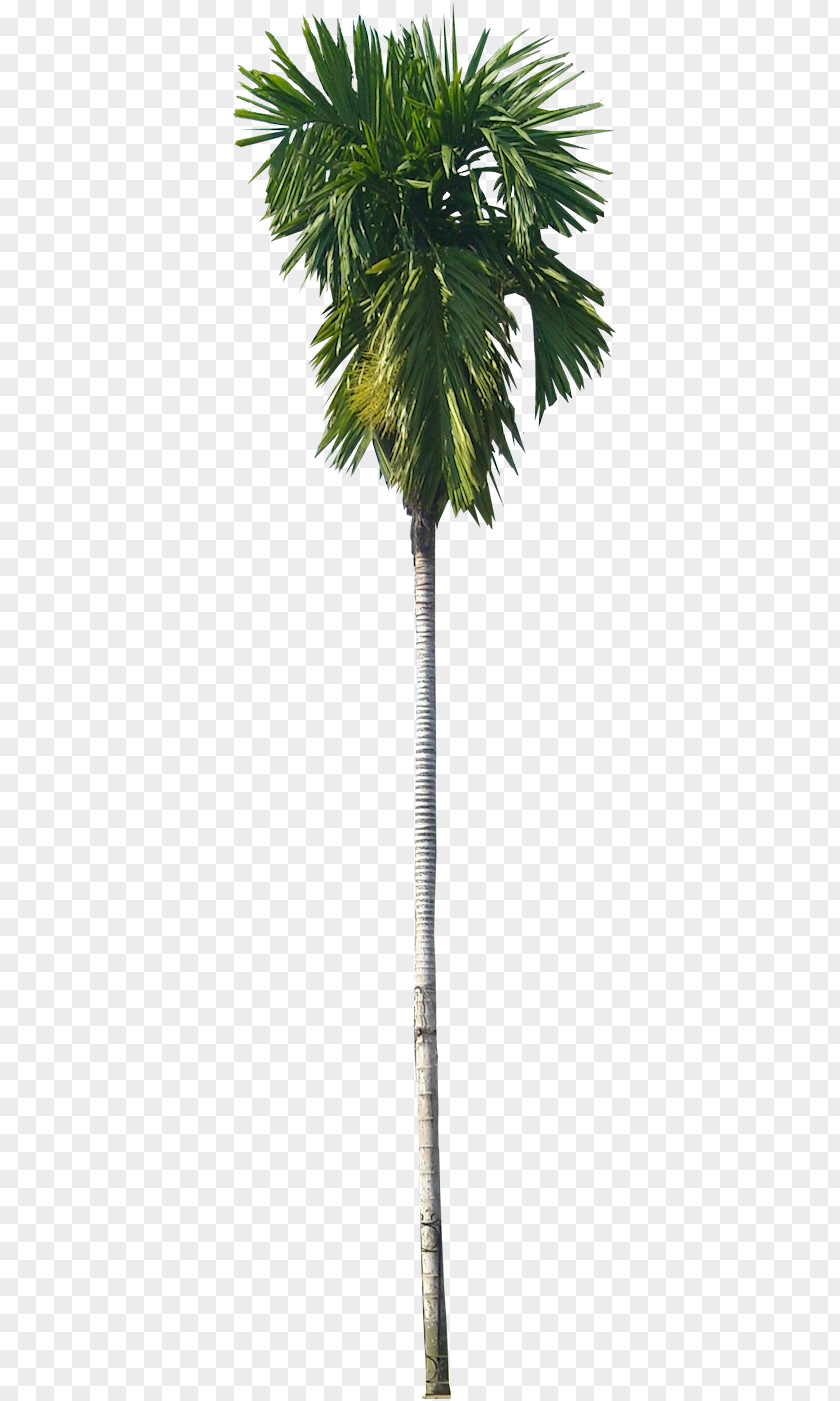 Tree Areca Palm Arecaceae Nut Subtropics PNG
