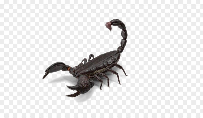 Black Scorpion Download PNG
