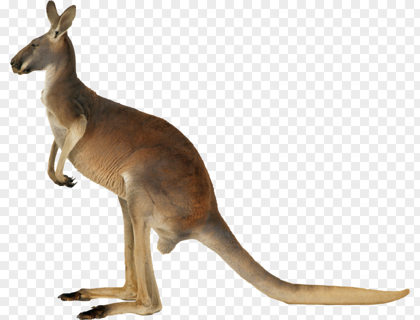 Kangaroo Koala Clip Art PNG