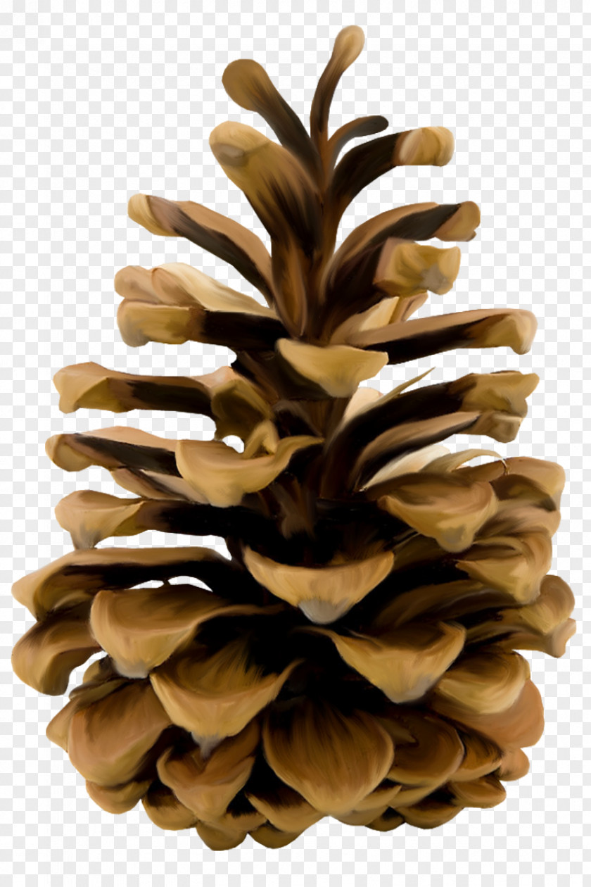 Pine Cone Conifer Shape Flower PNG