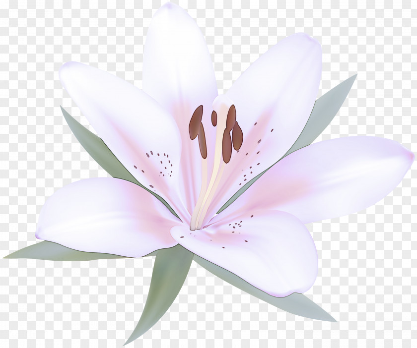 Wildflower Lily Family Flowering Plant Petal Flower Pink PNG