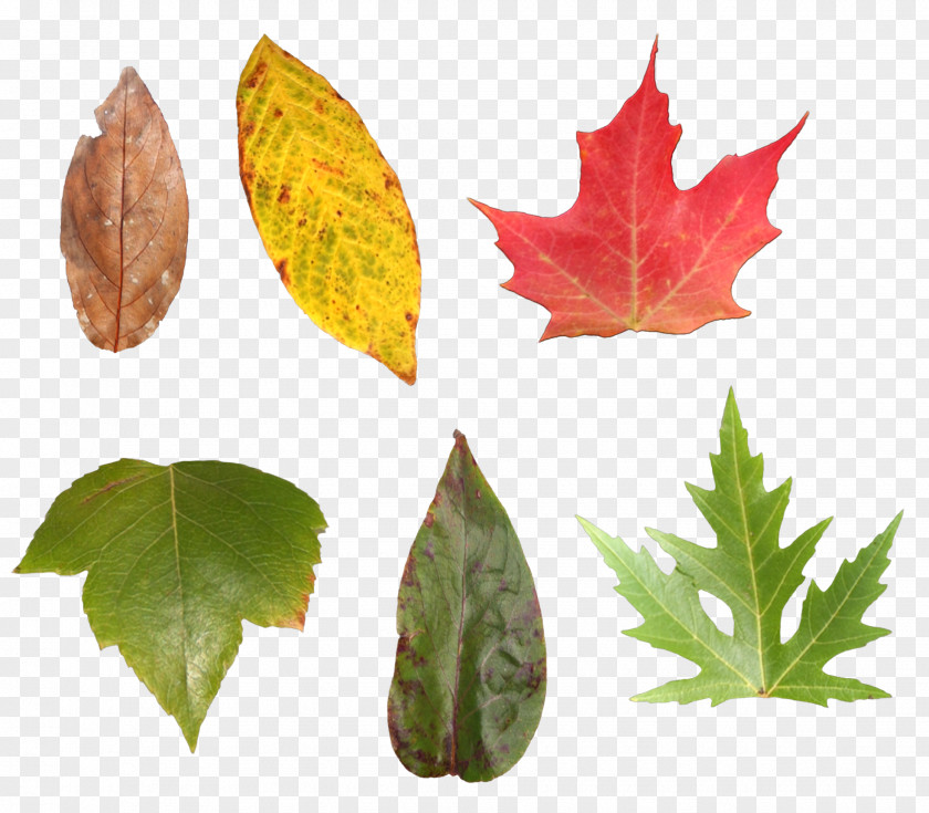 Autumn Colors Maple Leaf Image Download PNG