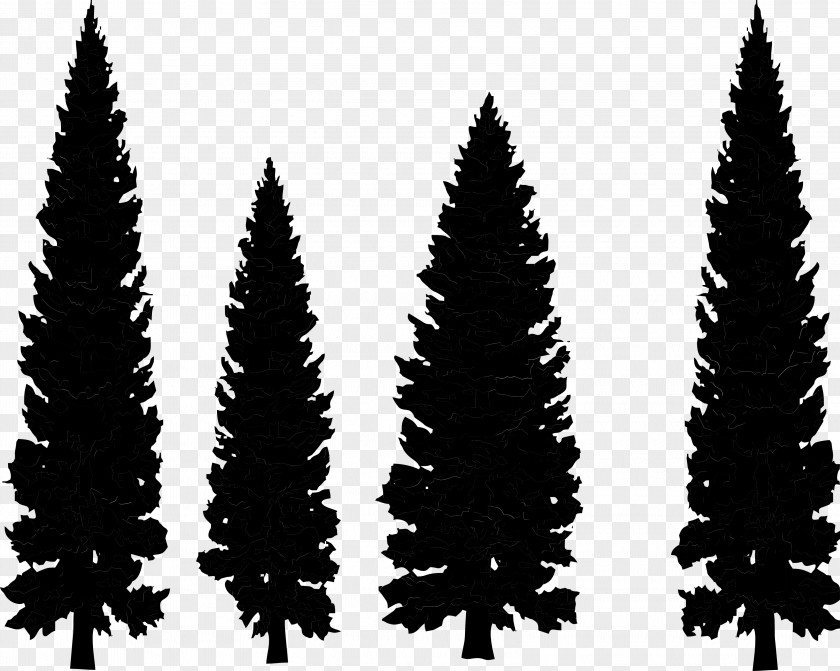 Clip Art Pine Drawing Vector Graphics Conifers PNG