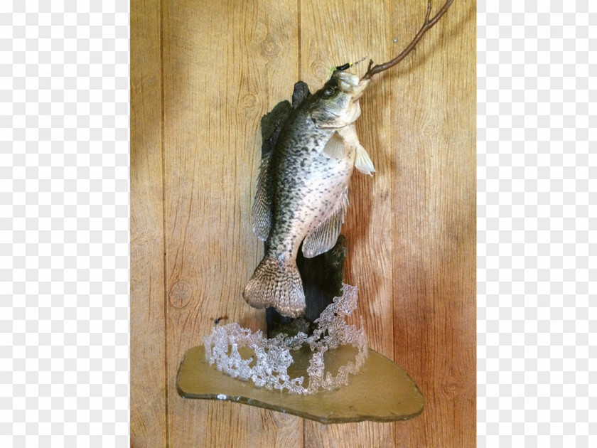 Fish Black Creek Animal Pet Taxidermy PNG