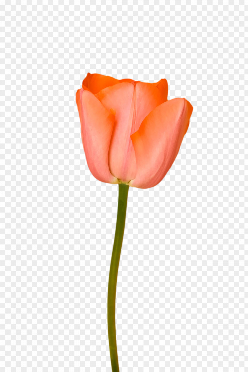 Garden Roses PNG