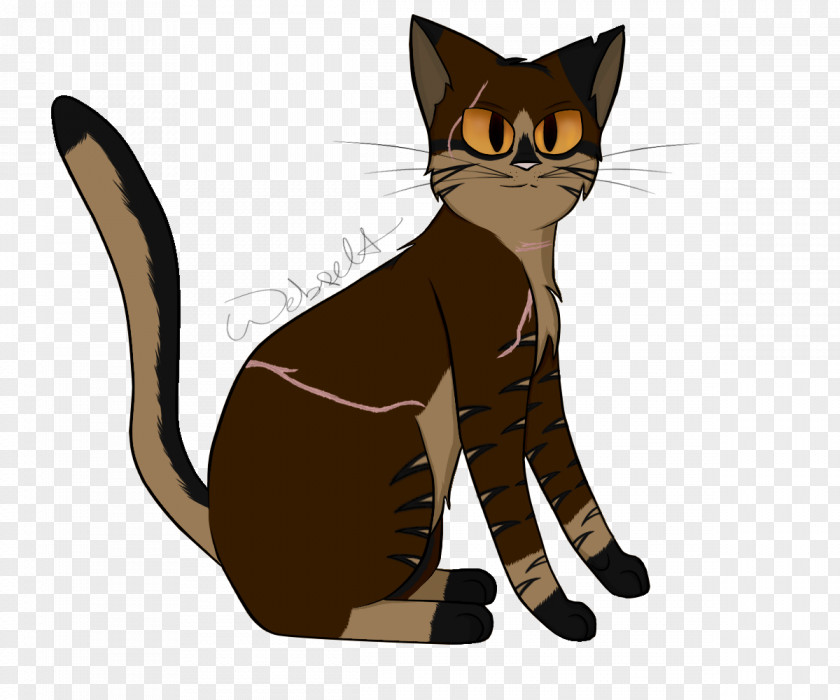 Kitten Whiskers Domestic Short-haired Cat Tabby PNG