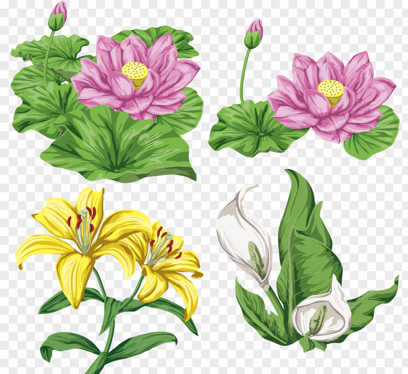 Lotus Lilium Flower PNG