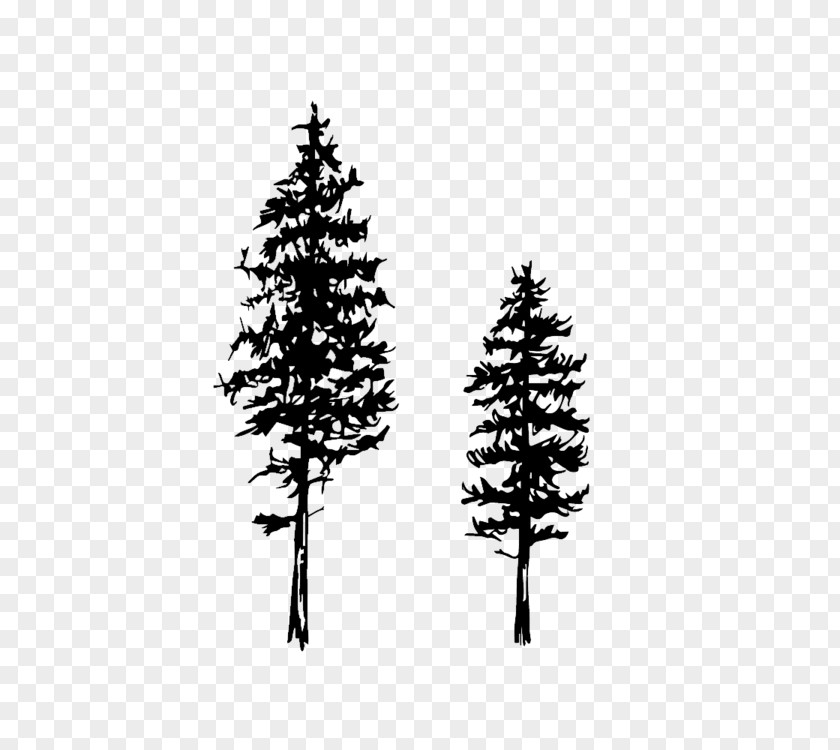 Sketch Tree Drawing Fir Conifers Eastern White Pine PNG