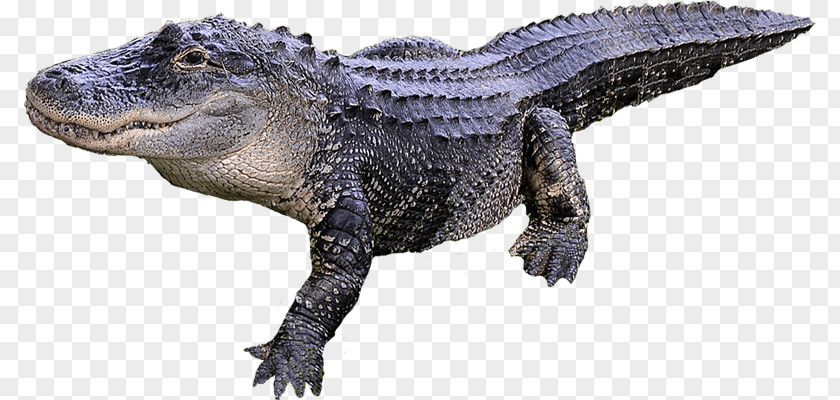 Alligator Transparent Image Crocodile PNG