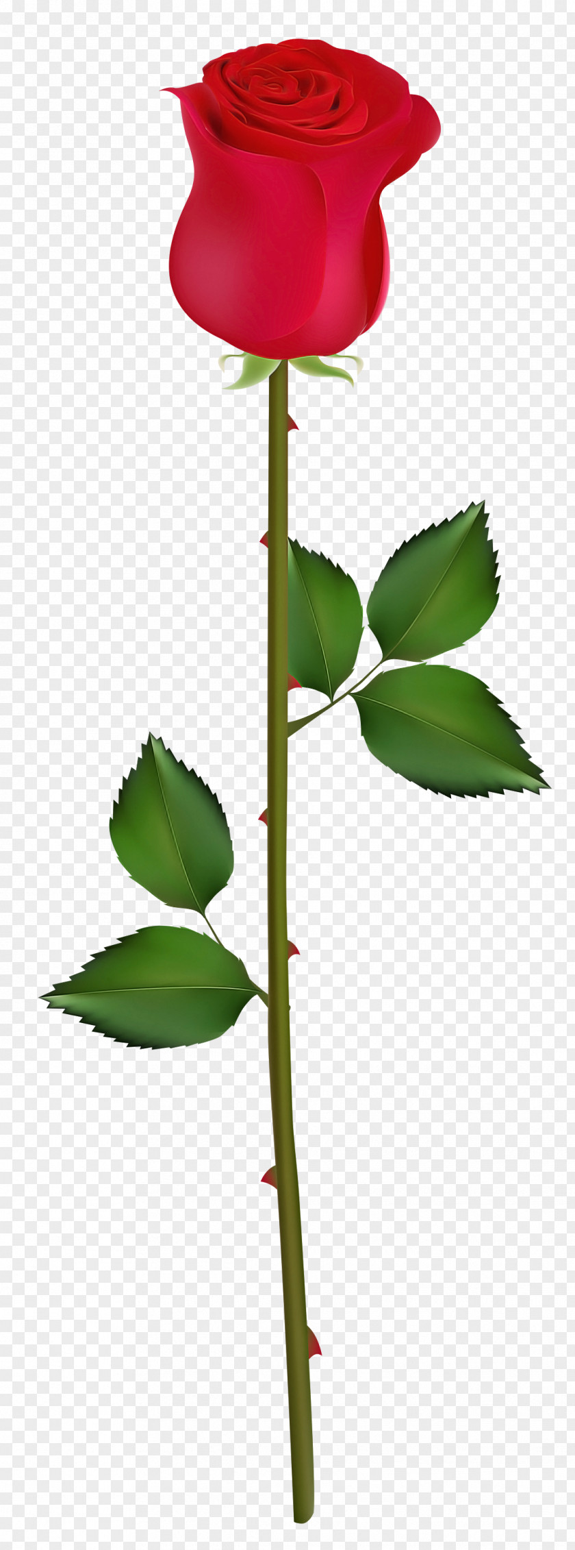 Bud Rose PNG