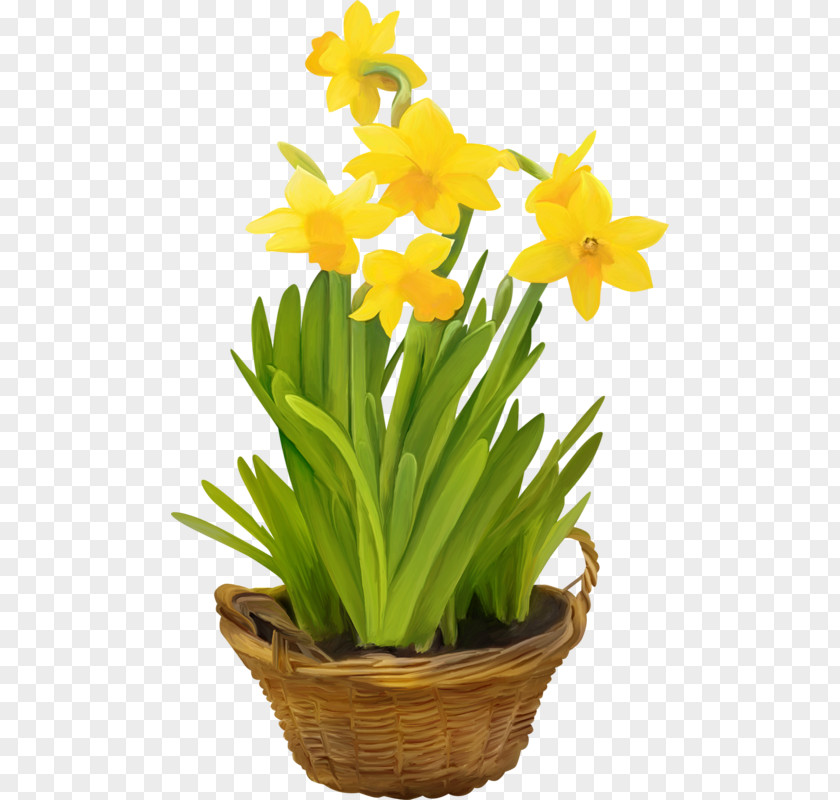 Flower Daffodil Flowerpot Cut Flowers Flowering Plant PNG