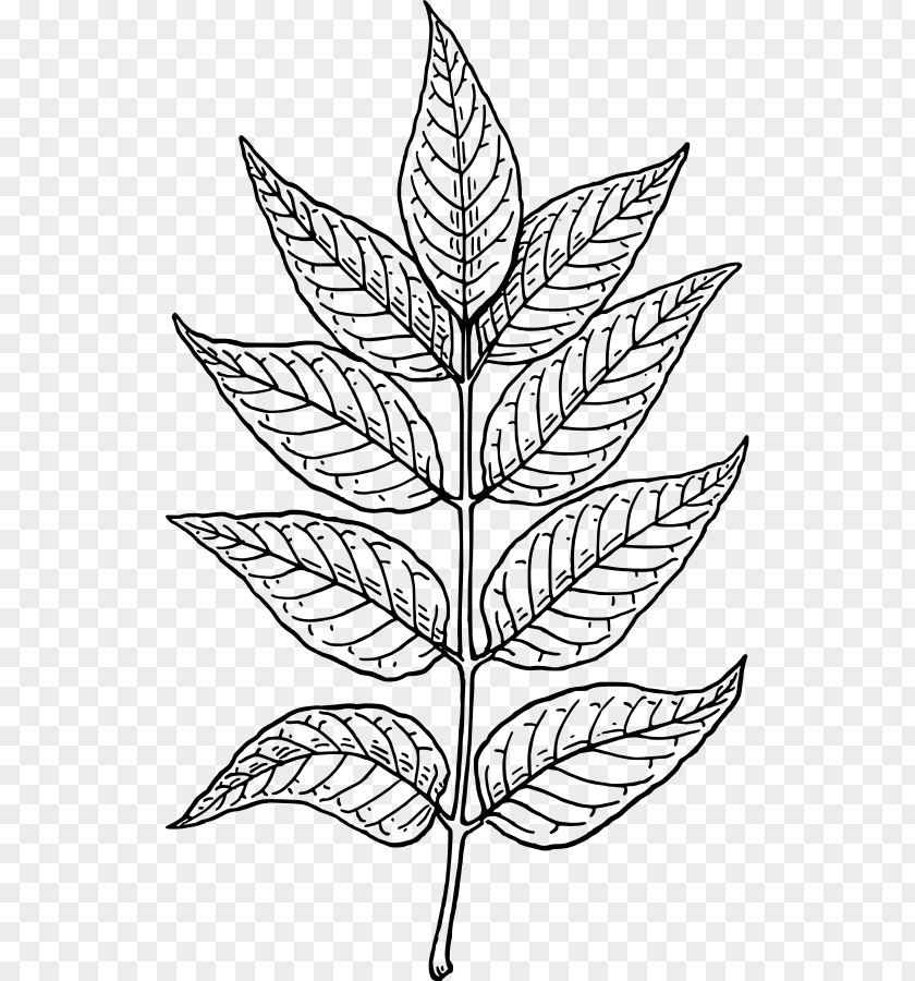 Leaf Line Art Clip PNG