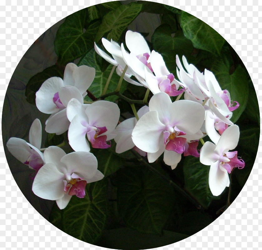 Orchid TREE Moth Orchids PNG