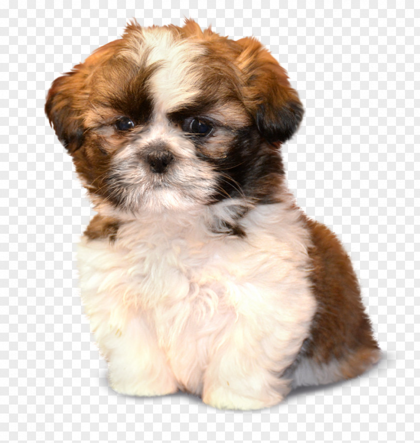Puppy Morkie Shih Tzu Havanese Dog Schnoodle PNG