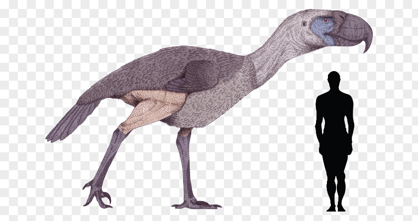 Argentavis Magnificens Bird Kelenken Guillermoi Phorusrhacos Dinosaur Titanis PNG