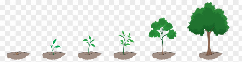 Plant Tree Clip Art PNG