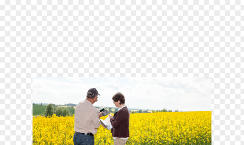 Railway Canola Stock Photography Royalty-free PNG