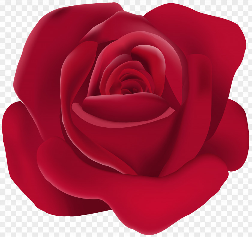 Rose Image Garden Roses Rosa Chinensis Clip Art PNG