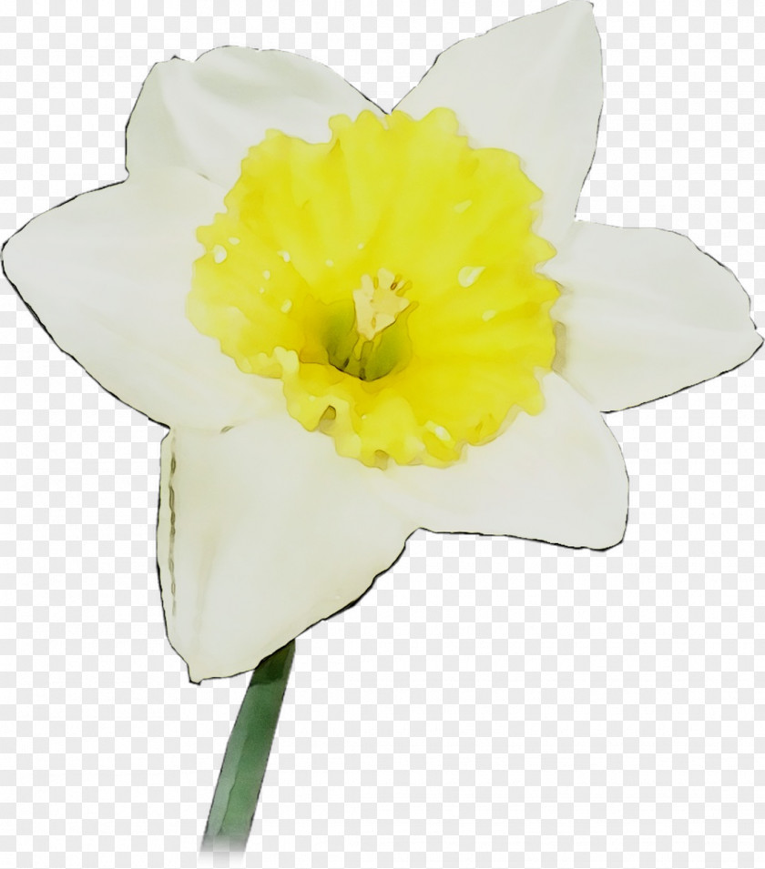 Yellow Narcissus Cut Flowers Herbaceous Plant PNG