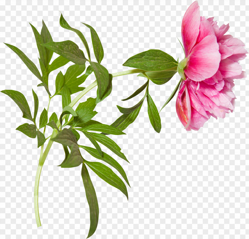 Flower Branch Peony Clip Art PNG