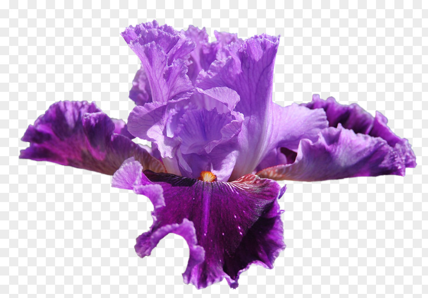 Iris Irises Flower Clip Art PNG