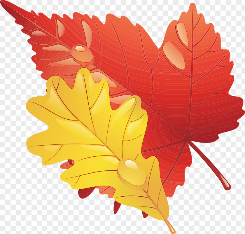 Maple Leaf PNG