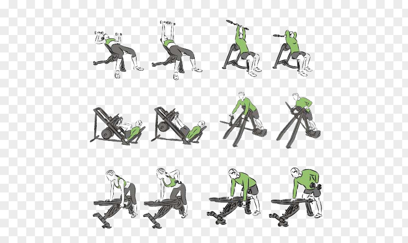 Vector Variety Of Fitness Physical Exercise Bodybuilding Weight Training Illustration PNG