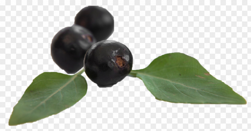 Cardiovascular Disease Cure Huckleberry Surgery PNG