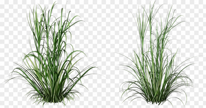 Chrysopogon Zizanioides Flowering Plant Grass Family Terrestrial Flower PNG